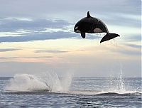 TopRq.com search results: orca and dolphin