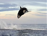 Fauna & Flora: orca and dolphin