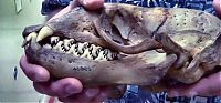 crabeater seal