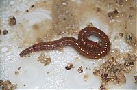 Fauna & Flora: Eunice aphroditois, the Bobbit worm