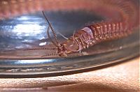 Fauna & Flora: Eunice aphroditois, the Bobbit worm