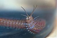 Fauna & Flora: Eunice aphroditois, the Bobbit worm