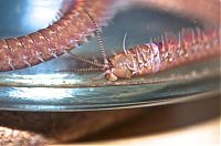 Fauna & Flora: Eunice aphroditois, the Bobbit worm