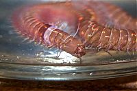 Fauna & Flora: Eunice aphroditois, the Bobbit worm