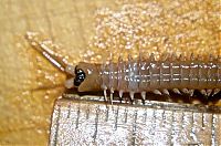 TopRq.com search results: Eunice aphroditois, the Bobbit worm