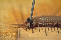 Fauna & Flora: Eunice aphroditois, the Bobbit worm