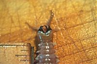 Fauna & Flora: Eunice aphroditois, the Bobbit worm