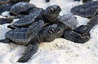 Fauna & Flora: loggerhead sea turtle hatchlings guided to the sea