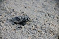 Fauna & Flora: loggerhead sea turtle hatchlings guided to the sea