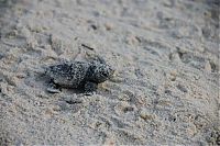 TopRq.com search results: loggerhead sea turtle hatchlings guided to the sea