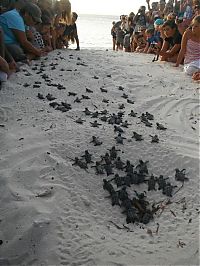 Fauna & Flora: loggerhead sea turtle hatchlings guided to the sea