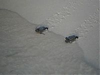 Fauna & Flora: loggerhead sea turtle hatchlings guided to the sea