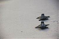 Fauna & Flora: loggerhead sea turtle hatchlings guided to the sea