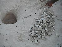 TopRq.com search results: loggerhead sea turtle hatchlings guided to the sea