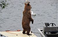 Fauna & Flora: bear cub on a water scooter