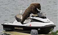 Fauna & Flora: bear cub on a water scooter