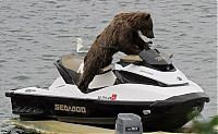 TopRq.com search results: bear cub on a water scooter