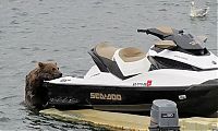 TopRq.com search results: bear cub on a water scooter