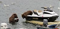 TopRq.com search results: bear cub on a water scooter