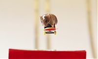 Fauna & Flora: Skateboarding mice by Shane Willmott