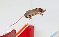 Fauna & Flora: Skateboarding mice by Shane Willmott