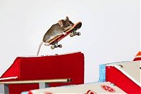 Fauna & Flora: Skateboarding mice by Shane Willmott