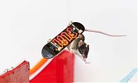 Fauna & Flora: Skateboarding mice by Shane Willmott