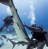 Fauna & Flora: hypnotised shark