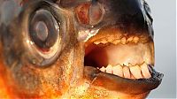 TopRq.com search results: pacu fish
