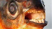 Fauna & Flora: pacu fish