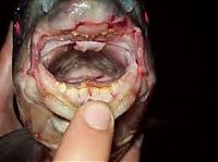 Fauna & Flora: pacu fish