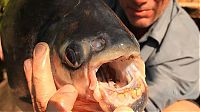 Fauna & Flora: pacu fish