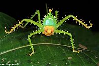 Fauna & Flora: animal photography