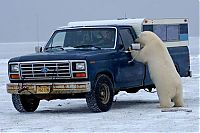 Fauna & Flora: Polar bear inspects a car, Alaska, United States