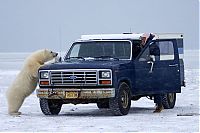 TopRq.com search results: Polar bear inspects a car, Alaska, United States