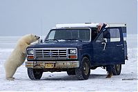 Fauna & Flora: Polar bear inspects a car, Alaska, United States