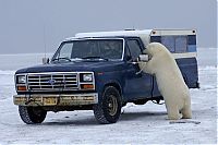 Fauna & Flora: Polar bear inspects a car, Alaska, United States