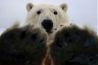 Fauna & Flora: Polar bear inspects a car, Alaska, United States