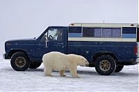 Fauna & Flora: Polar bear inspects a car, Alaska, United States