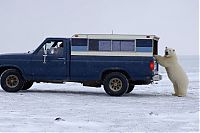 Fauna & Flora: Polar bear inspects a car, Alaska, United States