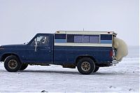 Fauna & Flora: Polar bear inspects a car, Alaska, United States