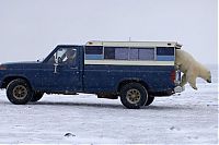 TopRq.com search results: Polar bear inspects a car, Alaska, United States