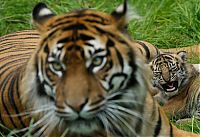 Fauna & Flora: animal photography