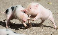 Fauna & Flora: animal photography