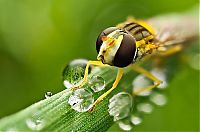 insect macro photography