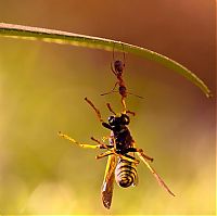 Fauna & Flora: insect macro photography