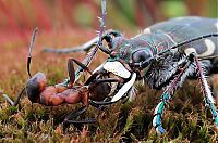 Fauna & Flora: insect macro photography