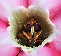 Fauna & Flora: insect macro photography