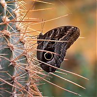 Fauna & Flora: insect macro photography