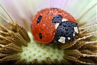 Fauna & Flora: insect macro photography